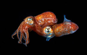 Two Pacific Bobtails Calamari Wallpaper