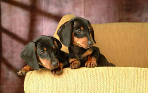 Two Puppy Dachsund In Photoshoot Wallpaper