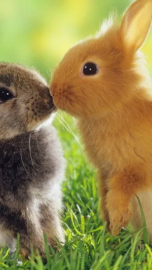 Two Rabbits Kissing In The Grass Wallpaper