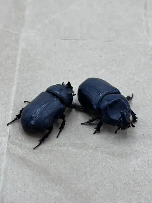 Two Rhinoceros Beetleson Concrete Wallpaper