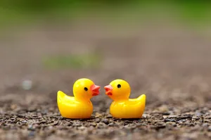 Two Rubber Ducks Together.jpg Wallpaper