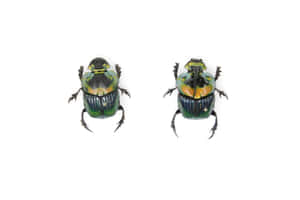 Two Scarab Beetles White Background Wallpaper