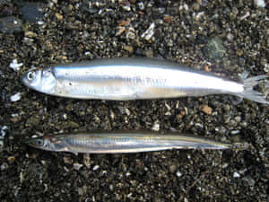 Two Smelt Fishon Shore Wallpaper