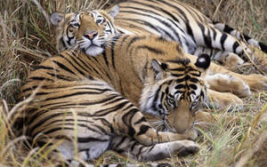 Two Tiger Companions Relaxing In The Grass Wallpaper