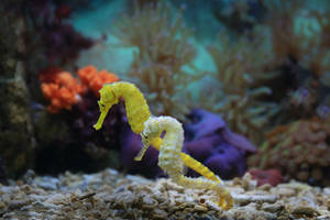 Two Tiny Seahorses Wallpaper