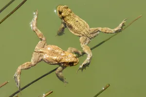 Two Toads Swimmingin Pond Wallpaper