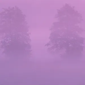 Two Trees In The Fog With Purple Sky Wallpaper