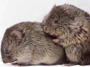 Two Voles Cuddling Wallpaper