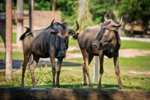 Two Wildebeests Standing Together.jpg Wallpaper