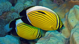 Two Yellow And Black Butterfly Fish Swimming On Coral Wallpaper