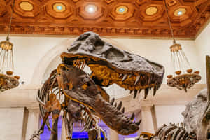 Tyrannosaurus Rex Skeleton Natural History Museum L A Wallpaper