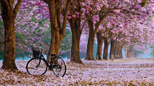 Ultra Hd Bike On Cherry Blossom Lane Laptop Wallpaper