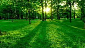 Ultra Hd Green Grass Field And Trees Laptop Wallpaper