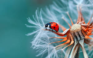 Ultra Hd Ladybug On Flower Laptop Wallpaper