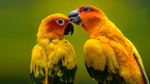 Ultra Hd Two Sun Parakeets Laptop Wallpaper