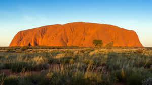 Uluru Blue Sky With Shrubs Wallpaper