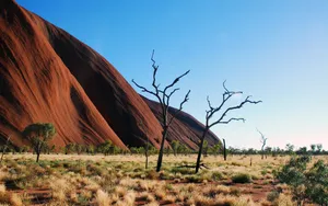 Uluru Shrubs Trees Wallpaper