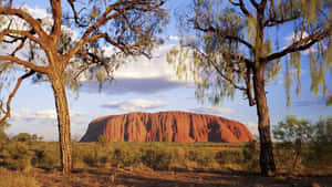 Uluru Two Trees Wallpaper