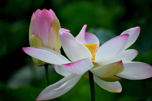 Unbloomed Lotus Flower Wallpaper