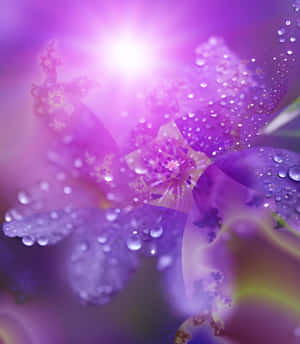 Uncovering The Mystifying Beauty Of Purple Haze Wallpaper