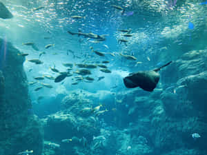 Underwater_ Aquarium_ Life.jpg Wallpaper