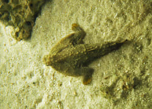 Underwater Batfish Camouflage.jpg Wallpaper