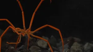 Underwater Beauty: A Sea Spider Crawling On Coral Wallpaper