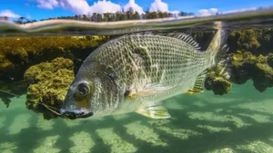 Underwater Bream Fish Split View Wallpaper