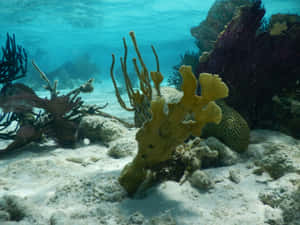 Underwater_ Coral_ Scene Wallpaper