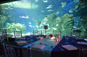 Underwater Dining Experience Ripleys Aquarium Wallpaper