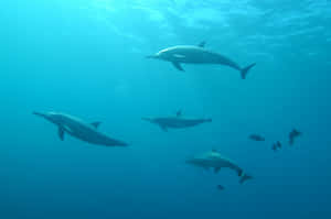 Underwater Dolphin Pod Swimming.jpg Wallpaper