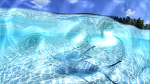 Underwater_ Dolphins_ Clear_ Blue_ Water.jpg Wallpaper