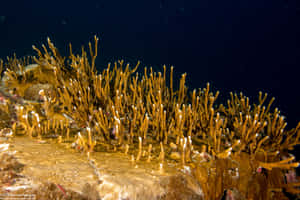 Underwater Fire Coral Colony Wallpaper