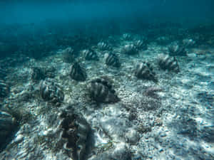 Underwater_ Giant_ Clams_ Reef_ Scene.jpg Wallpaper