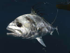 Underwater Glory: The Majestic Roosterfish Wallpaper