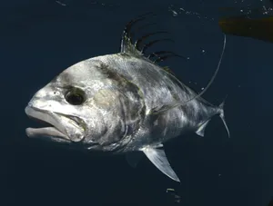 Underwater Glory: The Majestic Roosterfish Wallpaper