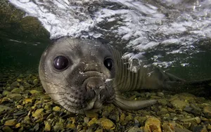 Underwater Gray Seal Curious Glance Wallpaper