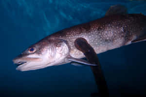 Underwater Lamprey Attachedto Fish.jpg Wallpaper