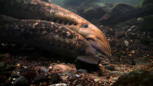 Underwater Lamprey Encounter.jpg Wallpaper