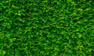 Underwater Photo Of A Coral Reef With Brightly Coloured Fishes Wallpaper