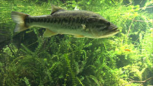 Underwater Photo Of A Largemouth Bass Wallpaper