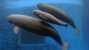 Underwater Porpoises Swimming.jpg Wallpaper