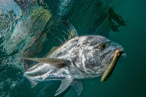 Underwater Roosterfish Catchand Release Wallpaper