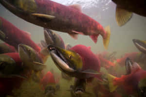 Underwater Schoolof Pacific Salmon Wallpaper