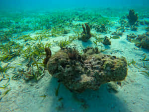 Underwater_ Seabed_with_ Marine_ Life.jpg Wallpaper