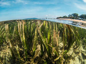 Underwater Seagrass Bed Wallpaper