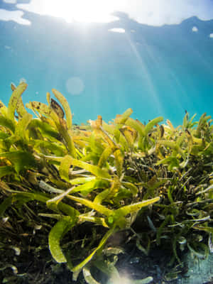 Underwater Seagrass Bed Sunlight Wallpaper