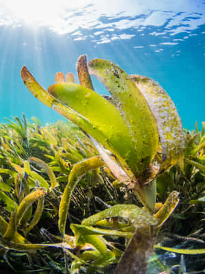 Underwater Seagrass Bed Sunlight Wallpaper