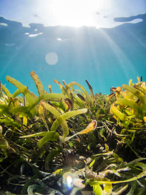 Underwater Seagrass Bed Sunlight Wallpaper