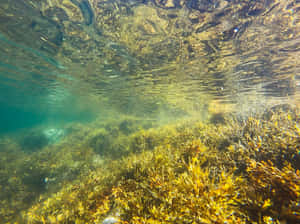 Underwater Seagrass Bed Sunlight Reflections.jpg Wallpaper